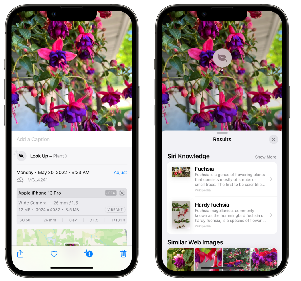 华蓥苹果手机维修分享小技巧：使用 iPhone 相机识别花卉植物 